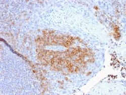 CD27/TNFRSF7 Antibody (LPFS2/1611), Novus Biologicals:Antibodies:Primary
