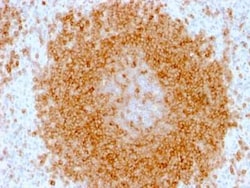 CD27/TNFRSF7 Antibody (LPFS2/1611), Novus Biologicals:Antibodies:Primary