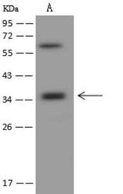 CD2F-10/SLAMF9 Antibody, Novus Biologicals 50 &mu;g; Unconjugated:Antibodies,