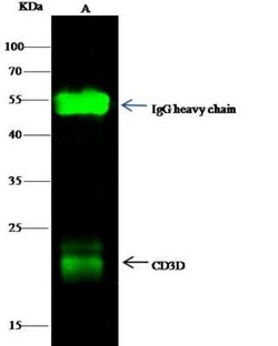 CD3 delta Rabbit anti-Human, Clone: 6, Novus Biologicals 50 &mu;g; Unconjugated:Antibodies,