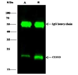CD3 delta Antibody, Novus Biologicals:Antibodies:Primary Antibodies