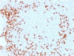 CD3 epsilon Antibody (C3e/1931) - Azide and BSA Free, Novus Biologicals 100 &mu;g | Buy Online | Novus Biologicals | Fisher Scientific