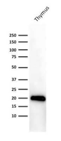 CD3 epsilon Antibody (PC3/188A), Novus Biologicals 20&mu;g; Unlabeled:Antibodies,