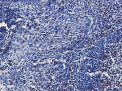 CD3 epsilon Antibody (S02-1B5), Novus Biologicals 100 &mu;g; Unconjugated:Antibodies,