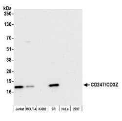 CD3 zeta Antibody (BL-336-1B2), Novus Biologicals 100 &mu;L | Buy Online | Novus Biologicals | Fisher Scientific