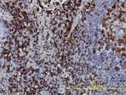 CD3 zeta Antibody (4A12-F6), Novus Biologicals 0.1 mg | Buy Online | Novus Biologicals | Fisher Scientific