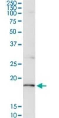 CD3 zeta Antibody, Novus Biologicals 0.1 mg | Buy Online | Novus Biologicals | Fisher Scientific