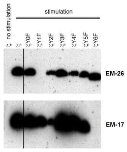 CD3 zeta, p Tyr72 Antibody (EM-26), Novus Biologicals 0.1 mg; Unconjugated:Antibodies,