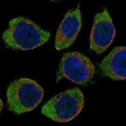 CD300a/LMIR1 Rabbit anti-Human, Polyclonal, Novus Biologicals:Antibodies:Primary
