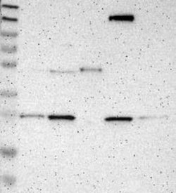 CD300a/LMIR1 Rabbit anti-Human, Polyclonal, Novus Biologicals:Antibodies:Primary