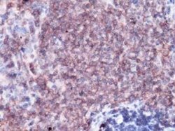 CD31/PECAM-1 Antibody (GT0010), Novus Biologicals 100 &mu;g; Unconjugated:Antibodies,