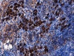 CD31/PECAM-1 Antibody (GT0010), Novus Biologicals 100 &mu;g; Unconjugated:Antibodies,