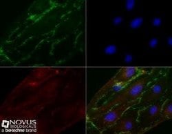 CD31/PECAM-1 Antibody (MEC 7.46) - Azide and BSA Free, Novus Biologicals 0.1 mL | Buy Online | Novus Biologicals | Fisher Scientific