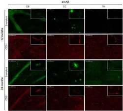 CD31/PECAM-1 Antibody (MEC 7.46) - Azide and BSA Free, Novus Biologicals 0.1 mL | Buy Online | Novus Biologicals | Fisher Scientific