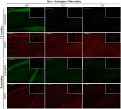 CD31/PECAM-1 Antibody (MEC 7.46) - Azide and BSA Free, Novus Biologicals 0.1 mL | Buy Online | Novus Biologicals | Fisher Scientific