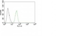 CD31/PECAM-1 Antibody (C31.10), Novus Biologicals:Antibodies:Primary Antibodies