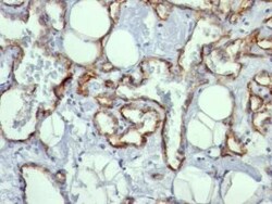 CD31/PECAM-1 Antibody (C31.10), Novus Biologicals:Antibodies:Primary Antibodies