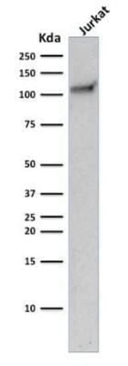CD31/PECAM-1 Antibody (C31.10), Novus Biologicals:Antibodies:Primary Antibodies