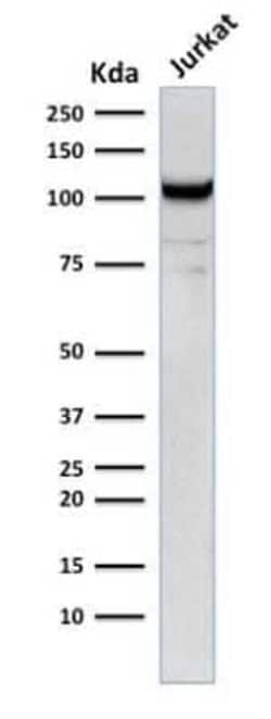 CD31/PECAM-1 Antibody (C31.12), Novus Biologicals:Antibodies:Primary Antibodies