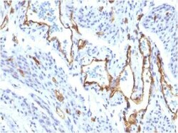 CD31/PECAM-1 Antibody (C31/1395R), Novus Biologicals 100&mu;g; Unlabeled:Antibodies,