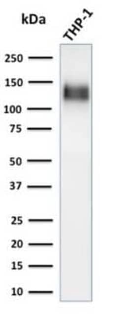 CD31/PECAM-1 Antibody (C31/1395R), Novus Biologicals 100&mu;g; Unlabeled:Antibodies,