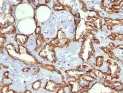 CD31/PECAM-1 Antibody (C31.3), Novus Biologicals:Antibodies:Primary Antibodies