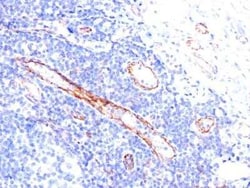 CD31/PECAM-1 Antibody (C31.3), Novus Biologicals:Antibodies:Primary Antibodies