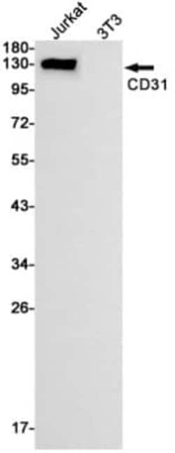 CD31/PECAM-1 Antibody (S04-2F3), Novus Biologicals 50 &mu;g; Unconjugated:Antibodies,