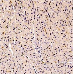 CD34 Antibody (MEC 14.7) - Azide and BSA Free, Novus Biologicals 0.1 mL | Buy Online | Novus Biologicals | Fisher Scientific