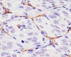 CD34 Antibody (MEC 14.7) - Azide and BSA Free, Novus Biologicals 0.1 mL | Buy Online | Novus Biologicals | Fisher Scientific