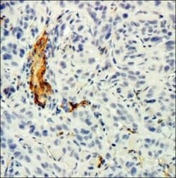CD34 Antibody (MEC 14.7) - Azide and BSA Free, Novus Biologicals 0.1 mL | Buy Online | Novus Biologicals | Fisher Scientific