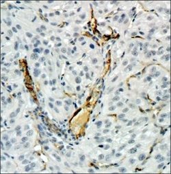 CD34 Antibody (MEC 14.7) - Azide and BSA Free, Novus Biologicals 0.1 mL | Buy Online | Novus Biologicals | Fisher Scientific