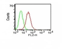 CD34 Antibody (HPCA1/1171), Novus Biologicals 0.02mg; Unlabeled:Antibodies,