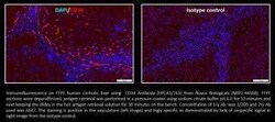 CD34 Antibody (HPCA1/763), Novus Biologicals 0.1mg; Unlabeled:Antibodies,