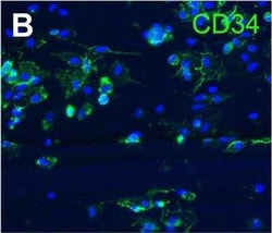 CD34 Antibody (HPCA1/763), Novus Biologicals 0.1mg; Unlabeled:Antibodies,