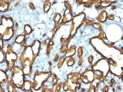 CD34 Antibody (HPCA1/763), Novus Biologicals 0.1mg; Unlabeled:Antibodies,