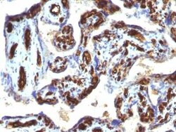 CD34 Antibody (HPCA1/763), Novus Biologicals 0.1mg; Unlabeled:Antibodies,