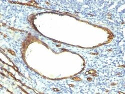 CD34 Antibody (HPCA1/763), Novus Biologicals 0.1mg; Unlabeled:Antibodies,