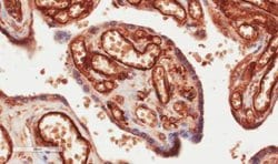 CD34 Antibody (My10) - Chimeric - Azide and BSA Free, Novus Biologicals