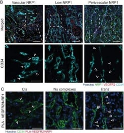 CD34 Antibody (QBEnd/10 + HPCA1/763), Novus Biologicals:Antibodies:Primary