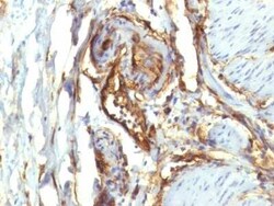 CD34 Antibody (QBEnd/10 + HPCA1/763), Novus Biologicals:Antibodies:Primary