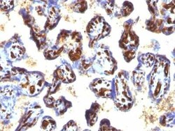 CD34 Antibody (QBEnd/10 + HPCA1/763), Novus Biologicals:Antibodies:Primary