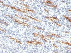 CD34 Antibody (QBEnd/10 + HPCA1/763), Novus Biologicals:Antibodies:Primary
