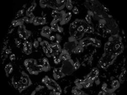 CD34 Antibody (QBEnd/10) - Azide and BSA Free, Novus Biologicals:Antibodies:Primary