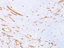 CD34 Antibody (QBEnd/10) - Azide and BSA Free, Novus Biologicals:Antibodies:Primary