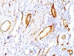 CD34 Antibody (QBEnd/10) - Azide and BSA Free, Novus Biologicals:Antibodies:Primary