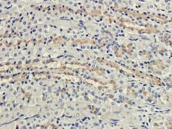 CD35 Antibody (8C12) - Chimeric - Azide and BSA Free, Novus Biologicals:Antibodies:Primary
