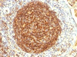 CD35 Antibody (CR1/802), Novus Biologicals:Antibodies:Primary Antibodies