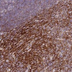 CD35 Antibody, Novus Biologicals:Anticuerpos:Anticuerpos primarios