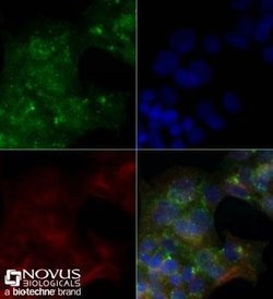 CD36 Antibody (1283D) - Azide and BSA Free, Novus Biologicals 0.1 mg; Unconjugated:Antibodies,